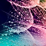 1012272_1404846626435932_1405702814_n