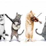cat_and_music_1373254464